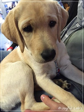 Joyful Lab's Cheeky Girl