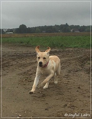 Joyful Lab's Cheeky Girl