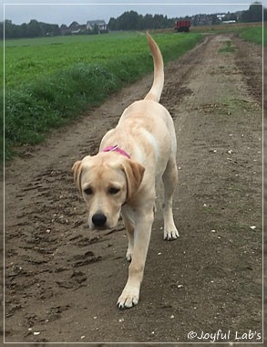 Joyful Lab's Cheeky Girl