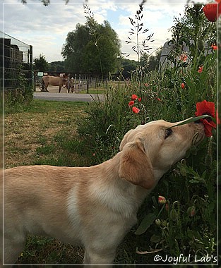 Joyful Lab's Cheeky Girl