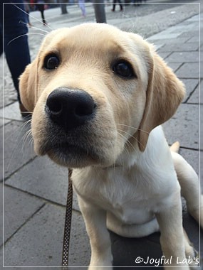 Joyful Lab's Cheeky Girl