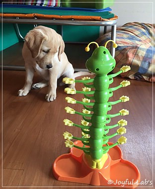 Joyful Lab's Cheeky Girl