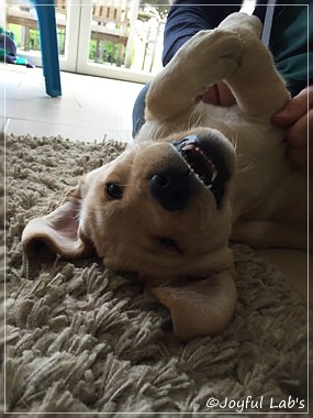 Joyful Lab's Cheeky Girl