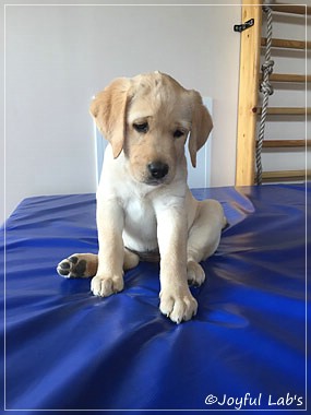 Joyful Lab's Cheeky Girl