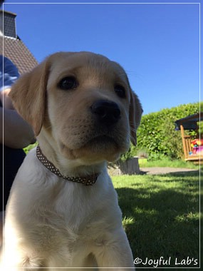 Joyful Lab's Cheeky Girl