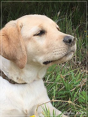 Joyful Lab's Cheeky Girl