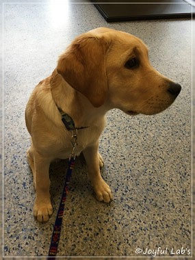 Joyful Lab's Cheeky Girl