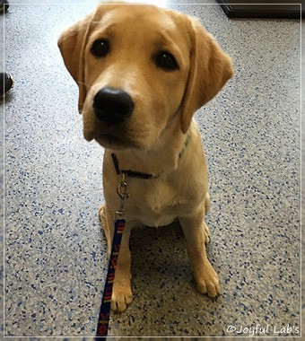 Joyful Lab's Cheeky Girl