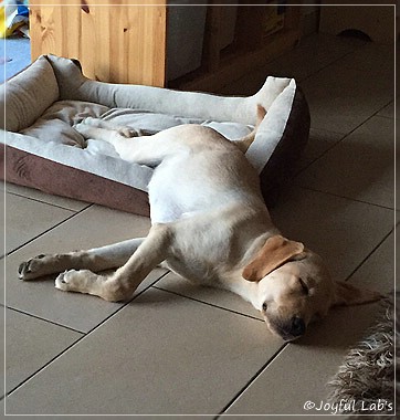 Joyful Lab's Cheeky Girl