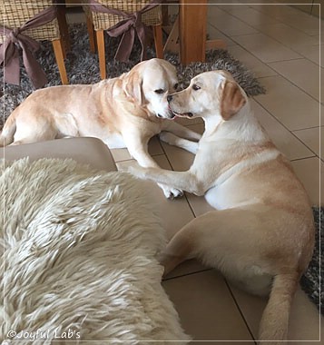 Joyful Lab's Cheeky Girl