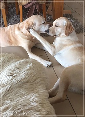 Joyful Lab's Cheeky Girl