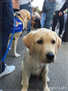 Joyful Lab's Cheeky Girl