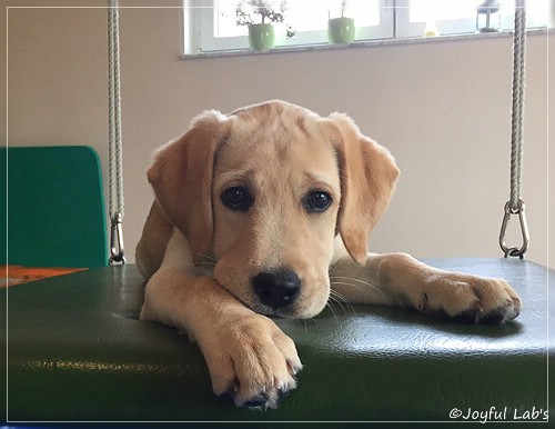 Joyful Lab's Cheeky Girl