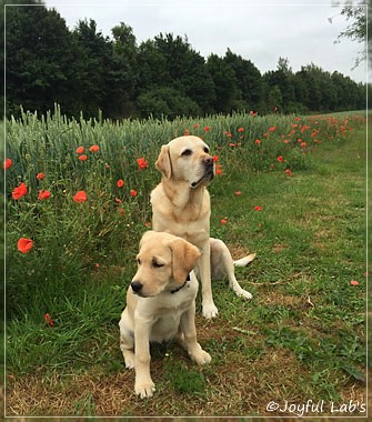 Joyful Lab's Cheeky Girl