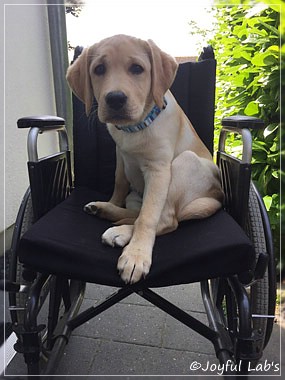 Joyful Lab's Cheeky Girl