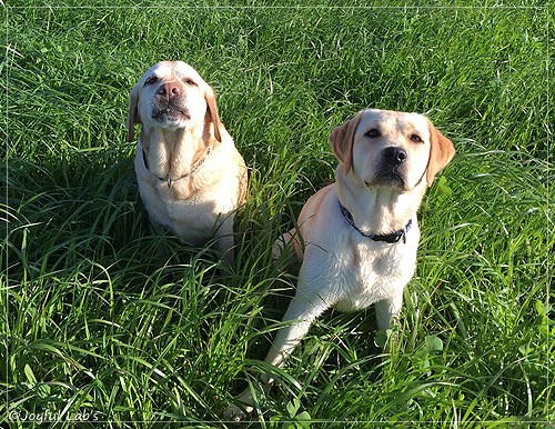 Joyful Lab's Cheeky Girl