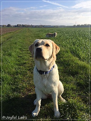 Joyful Lab's Cheeky Girl