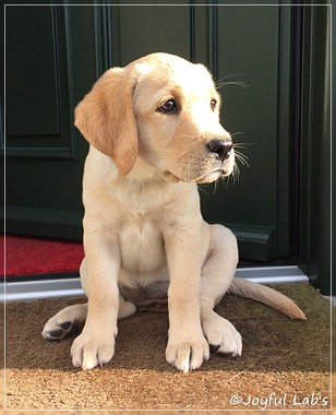 Joyful Lab's Cheeky Girl