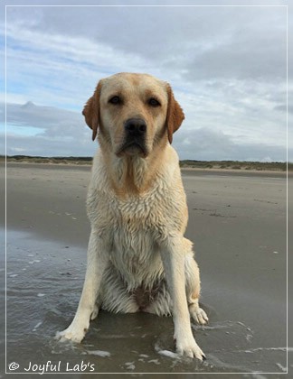 Joyful Lab's Cheeky Girl