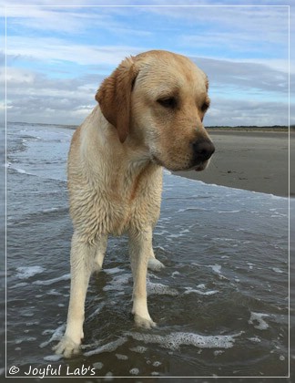 Joyful Lab's Cheeky Girl