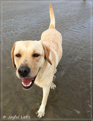 Joyful Lab's Cheeky Girl