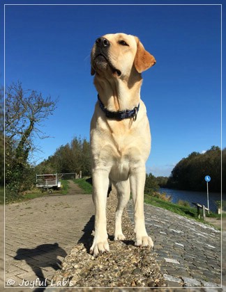 Joyful Lab's Cheeky Girl