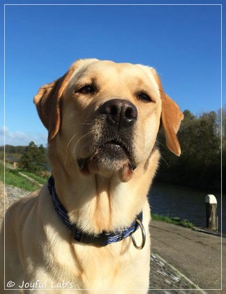 Joyful Lab's Cheeky Girl