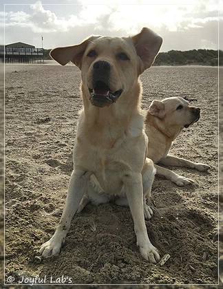 Joyful Lab's Cheeky Girl