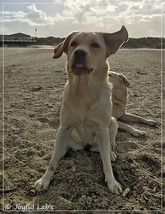 Joyful Lab's Cheeky Girl