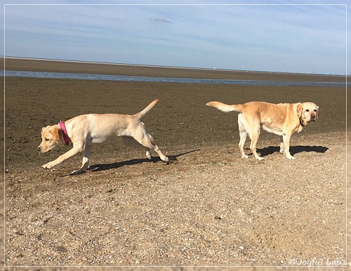 Joyful Lab's Cheeky Girl