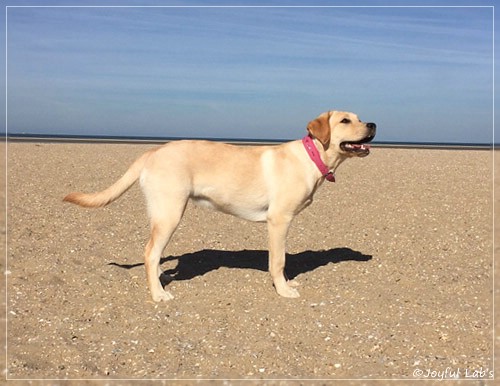 Joyful Lab's Cheeky Girl