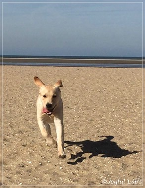 Joyful Lab's Cheeky Girl