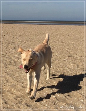 Joyful Lab's Cheeky Girl