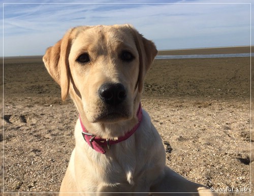 Joyful Lab's Cheeky Girl