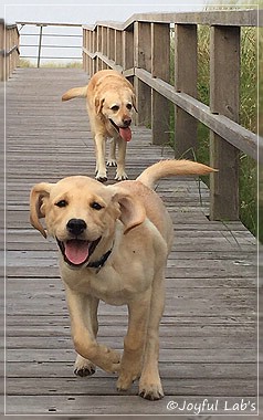 Joyful Lab's Cheeky Girl