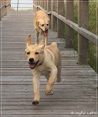 Joyful Lab's Cheeky Girl