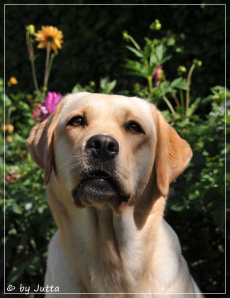 Joyful Lab's Cheeky Girl