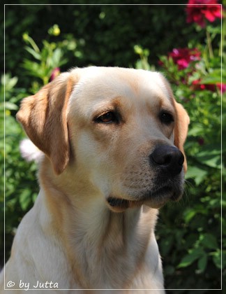 Joyful Lab's Cheeky Girl