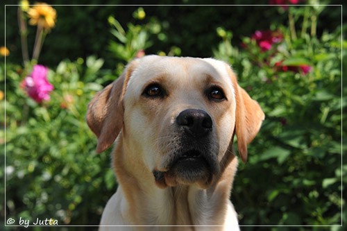 Joyful Lab's Cheeky Girl