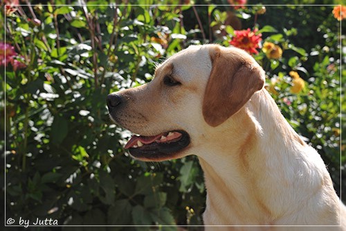 Joyful Lab's Cheeky Girl