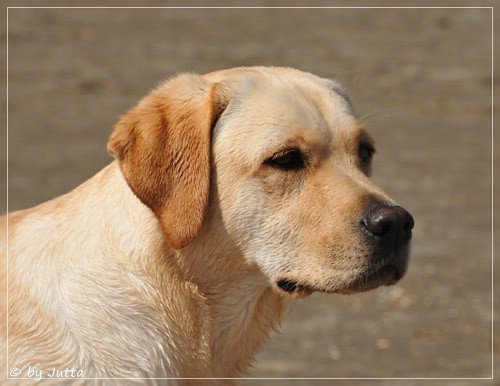 Joyful Lab's Cheeky Girl