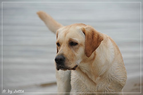 Joyful Lab's Cheeky Girl