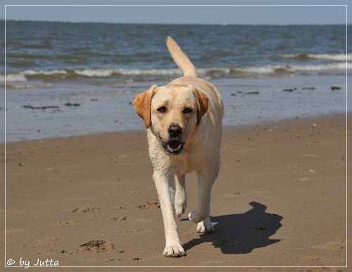 Joyful Lab's Cheeky Girl