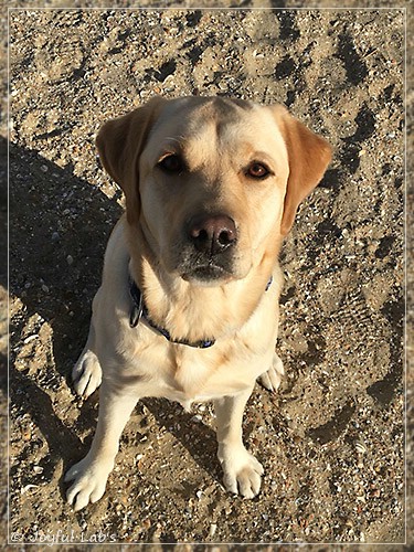 Joyful Lab's Cheeky Girl