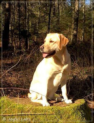 Joyful Lab's Cheeky Girl