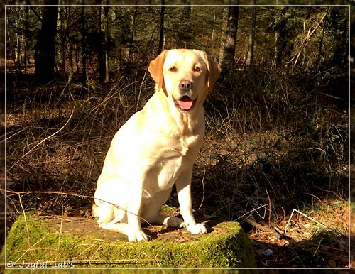 Joyful Lab's Cheeky Girl