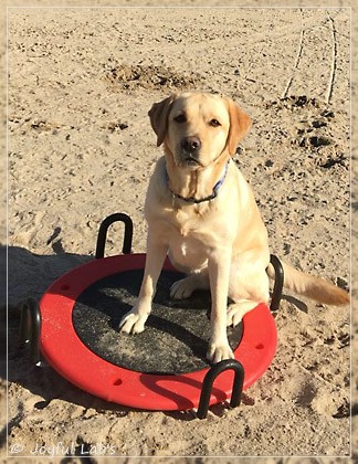 Joyful Lab's Cheeky Girl