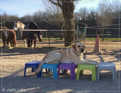 Joyful Lab's Cheeky Girl