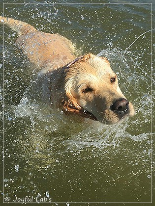 Joyful Lab's Cheeky Girl