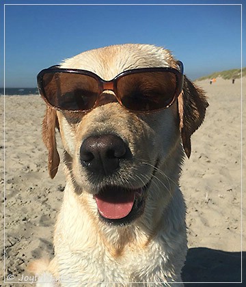 Joyful Lab's Cheeky Girl